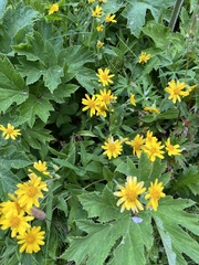 Arnica latifolia