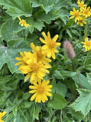 Arnica latifolia