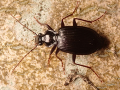 Limodromus assimilis