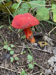 Hygrocybe coccinea