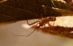 Harpactorini