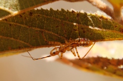 Harpactorini