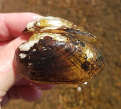 Alasmidonta undulata