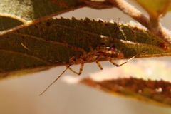 Harpactorini