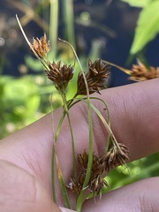 Rhynchospora capitellata