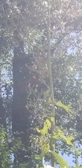 Lactuca canadensis