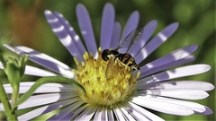 Toxomerus occidentalis