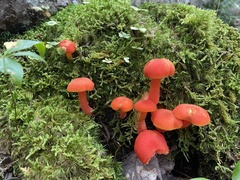 Hygrocybe coccinea