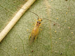 Stenopsocus