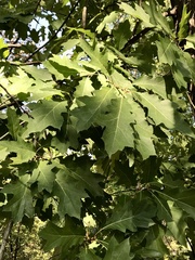 Quercus
