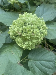 Hydrangea arborescens