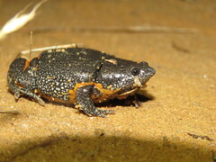 Elachistocleis pearsei