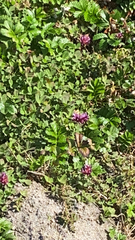 Trifolium wormskioldii
