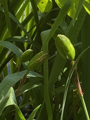 Iris pseudacorus
