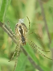 Metellina segmentata