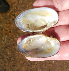 Alasmidonta undulata