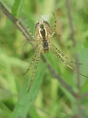 Metellina segmentata