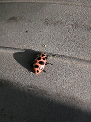 Coleomegilla maculata