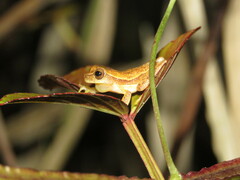 Dendropsophus microcephalus