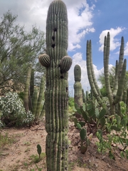 Carnegiea gigantea