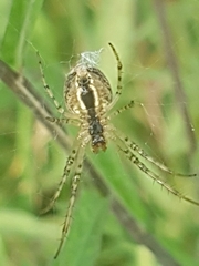 Metellina segmentata