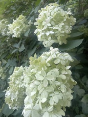 Hydrangea paniculata
