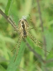 Metellina segmentata