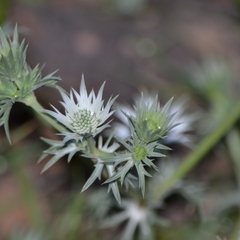 Eryngium heterophyllum