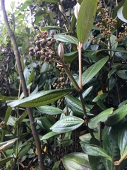 Miconia squamulosa