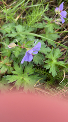 Geranium erianthum