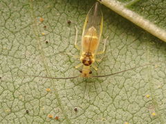 Stenopsocus