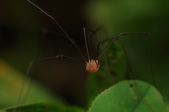 Leiobunum blackwalli