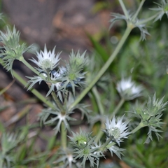 Eryngium heterophyllum