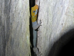 Gonatodes albogularis