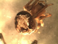 Araneus sturmi