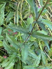 Eupatorium