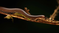 Julidae