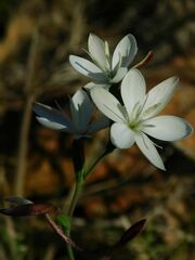 Hesperantha falcata