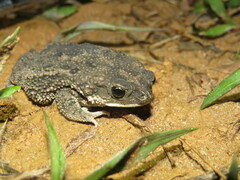 Rhinella humboldti