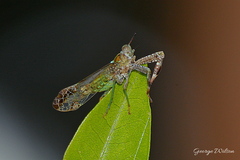 Pterygota