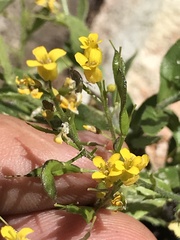 Draba