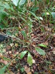 Platanthera chlorantha