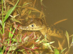 Caiman crocodilus fuscus