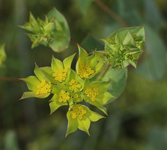 Bupleurum rotundifolium