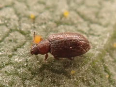 Corticariinae