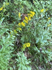 Solidago speciosa
