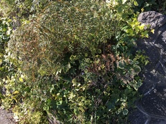 Pteridium esculentum