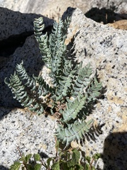 Pellaea bridgesii