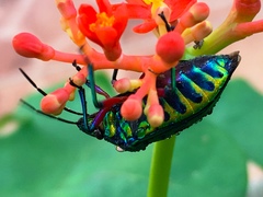 Calliphara excellens