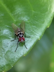 Anthomyia pluvialis